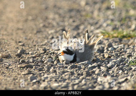 Ringed Plover Charadrius hiaticula male nest scraping display Elmley Marshes NNR Kent England Stock Photo
