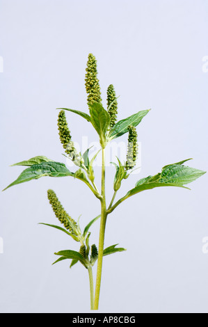 Giant Ragweed (Ambrosia trifida), flowering, studio picture Stock Photo