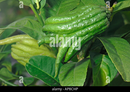 Citron, Buddhas Hand, Buddhas Hand citron, Fingered citron  (Citrus medica var. sarcodactylis), fruit on tree Stock Photo