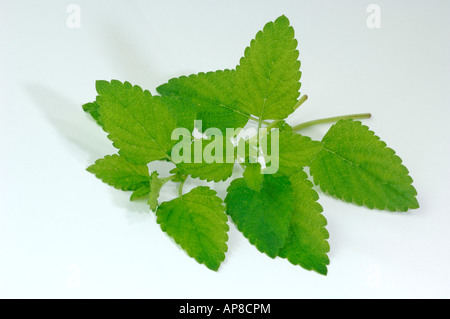Bee Balm, Lemon Balm  (Melissa officinalis), stem with leaves, studio picture Stock Photo