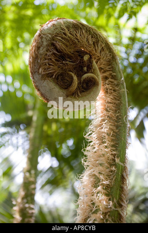 Young fern fronds growing in woodland Stock Photo