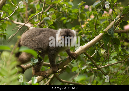 male Sanford's brown lemur, Eulemur sanfordi, Montagne d'Ambre National Park, Madagascar Stock Photo