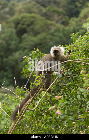 male Sanford's brown lemur, Eulemur sanfordi, Montagne d'Ambre National Park, Madagascar Stock Photo