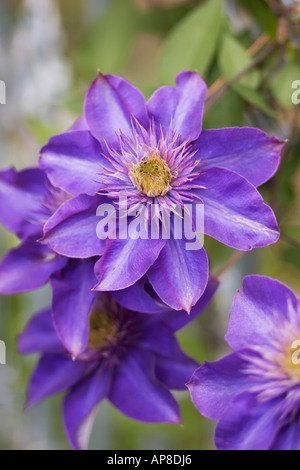Closeup of Clematis Jackmanii blooming. Stock Photo
