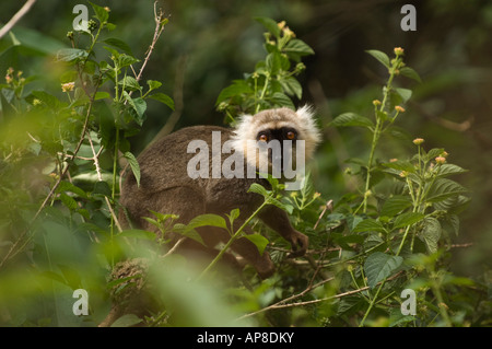 male Sanford's brown lemur, Eulemur sanfordi, Montagne d'Ambre National Park, Madagascar Stock Photo