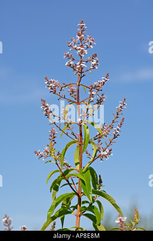 Lemon Verbena, Lemon Beebrush (Lippia citriodora, Aloysia triphylla), flowering Stock Photo