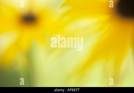 Impressionistic close up of two backlit yellow flowerheads of Rudbeckia or Coneflower with backlit pale green background Stock Photo