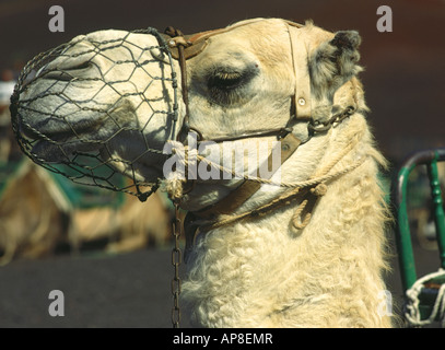 dh Camel head muzzle TIMANFAYA LANZAROTE Harness volcanic national park lava face close up nobody animal closeup Stock Photo