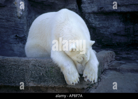 Polar bear (Ursus maritimus) sleeping in zoo Stock Photo