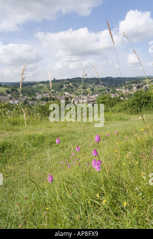 Orchids growing on Minchinhampton Common beside the Nailsworth W above the Cotswold town of Nailsworth, Gloucestershire Stock Photo