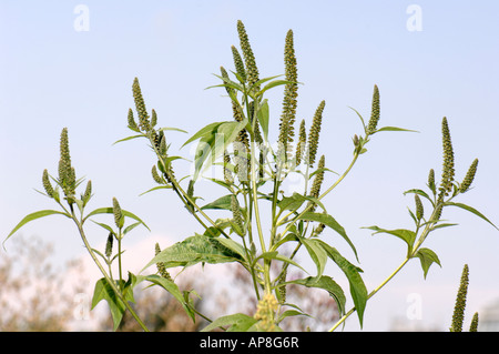 Giant Ragweed (Ambrosia trifida), flowering Stock Photo