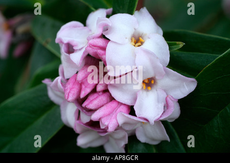 Daphne bholua Jacqueline Postill AGM Stock Photo