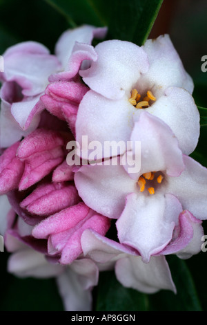 Daphne bholua Jacqueline Postill AGM Stock Photo