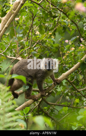 male Sanford's brown lemur, Eulemur sanfordi, Montagne d'Ambre National Park, Madagascar Stock Photo