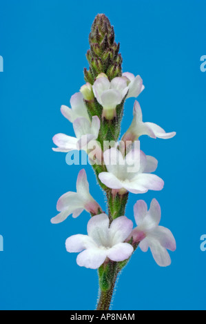Common Vervain (Verbena officinalis) flowers studio picture Stock Photo