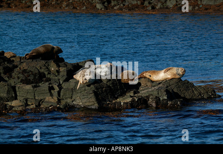 Grey seals basking in sunshine on rocks, Sound of Mull, Scotland Stock Photo