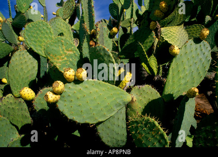 Prickly pear cactus, Mission San Francisco Solano, Mission San Francisco Solano de Sonoma, Sonoma, Sonoma County, California Stock Photo