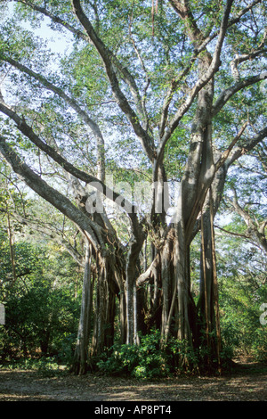 Ft. Lauderdale, Florida. Strangler Fig ficus aurea Hugh Taylor Birch Park Stock Photo