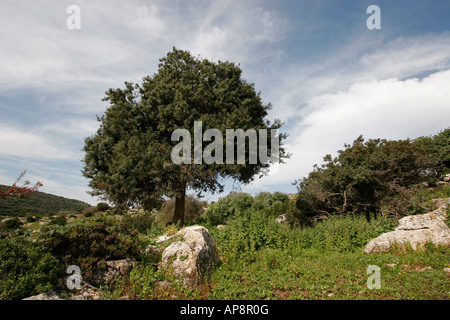 Israel the Lower Galilee Mastic Tree pistacia lentiscus in Hurbat Mamlach Stock Photo