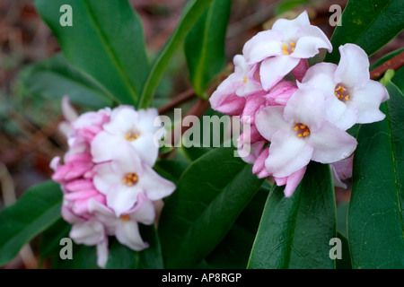 Daphne bholua Jacqueline Postill AGM Stock Photo