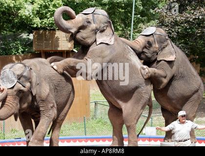 Three elephants Stock Photo