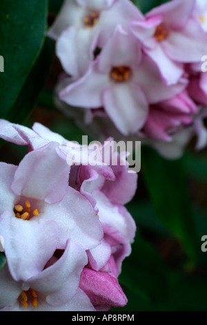 Daphne bholua Jacqueline Postill AGM Stock Photo