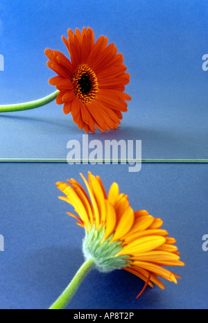 Gerbera reflected in mirror showing front and rear of flower set against blue background Stock Photo