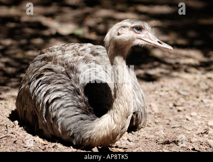 Rhea lying down Stock Photo