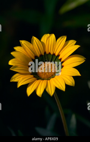 Gazania Michael Stock Photo