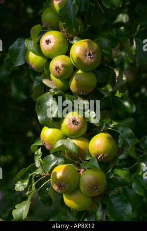Apples in tree Stock Photo
