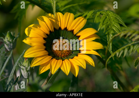 Gazania Michael Stock Photo