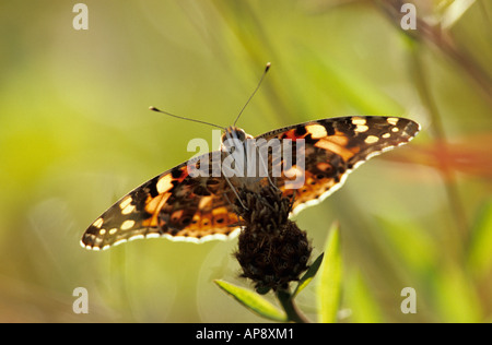 Painted Lady Butterfly Stock Photo