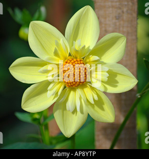 Collerette Dahlia 'Claire de Lune' Stock Photo