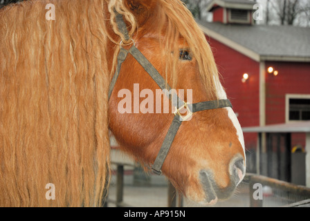 Close-up of the head of a Belgium Horse, Equus ferus caballus. Stock Photo