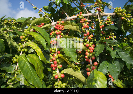 Maturing Kona Coffee beans on branch. Stock Photo