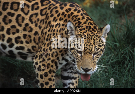 Jaguar ( Panthera onca ) , Bolivia (captive specimen) Stock Photo