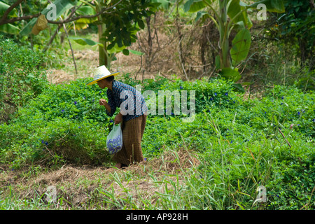 Mon Minority Woman Picking Flowers for Use as Dyes and Colour Ko Kret Island Bangkok Thailand Stock Photo