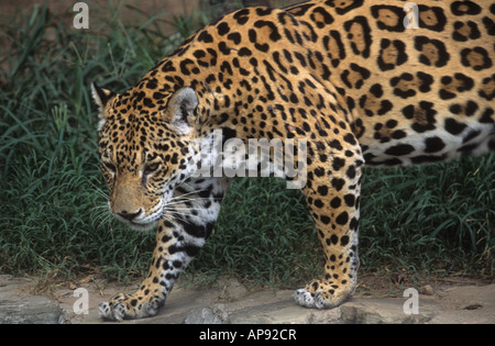 Jaguar ( Panthera onca ) , Bolivia (captive specimen) Stock Photo