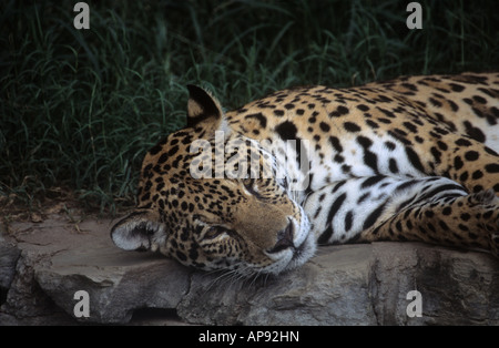 Jaguar ( Panthera onca ) , Bolivia (captive specimen) Stock Photo