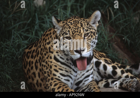 Jaguar ( Panthera onca ) , Bolivia (captive specimen) Stock Photo