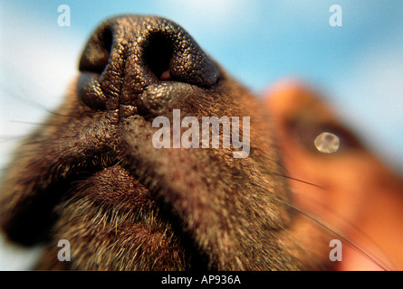 Detail of dogs nose or snout. Stock Photo