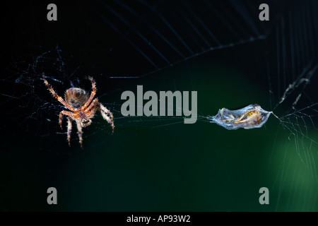 A EUROPEAN GARDEN SPIDER WITH A WASP COCOONED READY FOR LUNCH Stock Photo