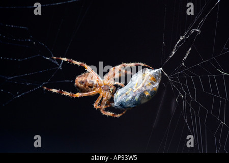A EUROPEAN GARDEN SPIDER WITH A WASP COCOONED READY FOR LUNCH Stock Photo