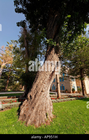 Israe the Galilee Carob tree in the Bahai Garden near Nahariya Stock Photo