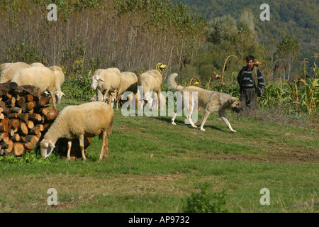 Flock of sheep grazing on meadow and guard dog Nicaea Iznik Turkey Stock Photo