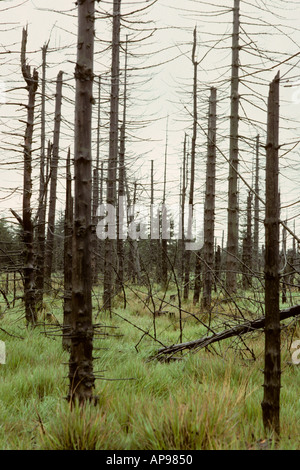 Pine trees damaged from acid rain in Europe Stock Photo