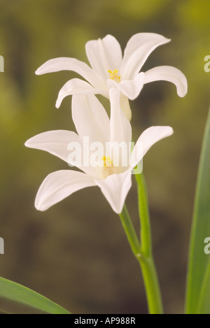 Chionodoxa luciliae (Gigantea Group) 'Alba' (Glory of the snow) Stock Photo