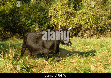 Dexter Cattle grazing on Caster Hanglands National Nature Reserve ...