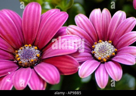 Osteospermum rain daisy Stock Photo