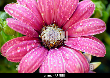 Osteospermum rain daisy Stock Photo